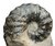 Ammonites du Trias
