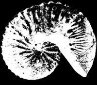 Ammonites du Crétacé