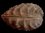 Myophorella lusitanica