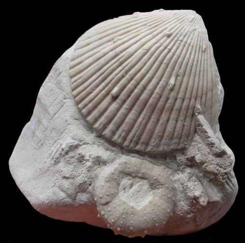 Boite de10 Glycyméris pulvinata fossiles du Bassin de Paris 45 Millions d'années 