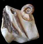 Australiceras jackii et bois fossile