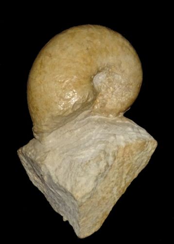 Physodoceras circumspinatum