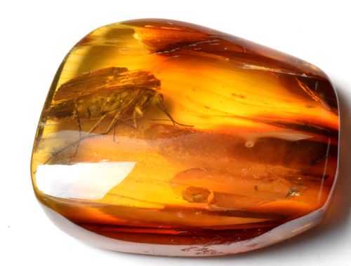 Ectobius sp (Cockroach) in amber