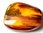 Ectobius sp (Blatte) dans ambre