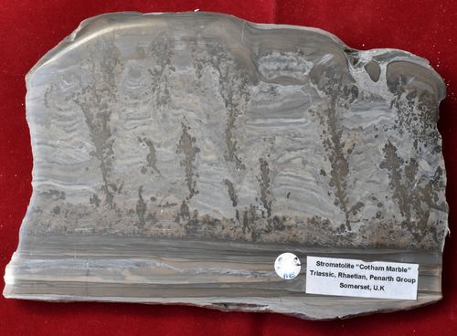 Stromatolite "Cotham Marble"