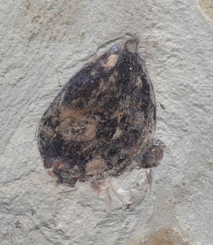 Tubercule fossile