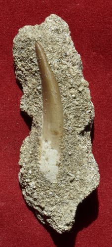Zarafasaura Oceanis (Elasmosaure)