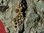 Lepidotes mantelli (palais dentaire, écaille et os du crâne)