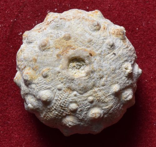Hemicidaris langrunensis