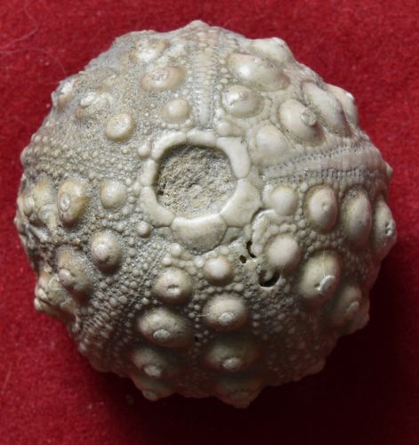 Hemicidaris purbeckensis