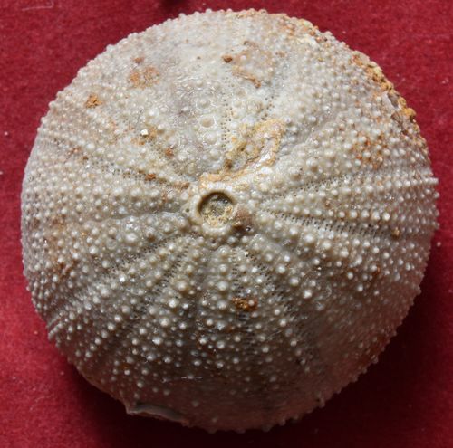 Stomechinus multigranularis 41mm