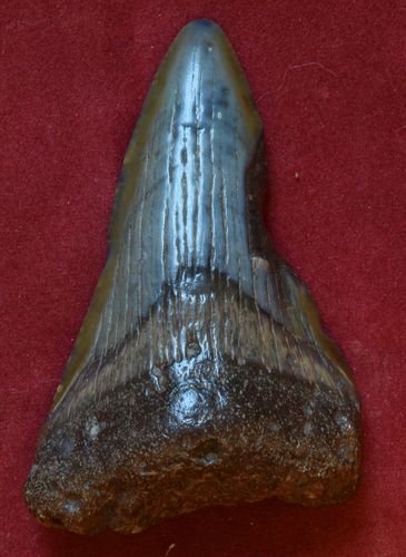 Otodus (Megaselachus) megalodon