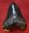 CAST Megalodon tooth