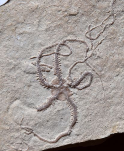 Ophiopetra lithographica