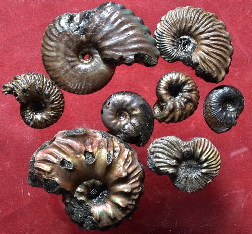 8 ammonites de l'Albien de Folkestone