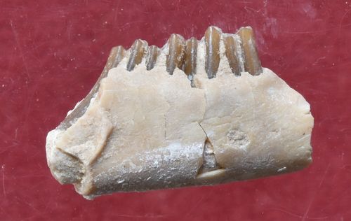 Paleolagus sp