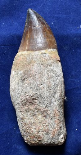 Prognathodon anceps (Mosasaure) 125mm !