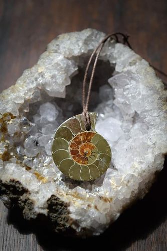 Cordon ammonite