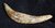 Platyosphis aithai (Basilosaureidae) 135mm