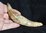 Platyosphis aithai (Basilosaureidae) 135mm