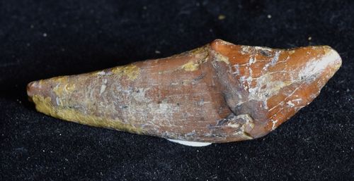 Platyosphis aithai (Basilosaureidae) 47mm
