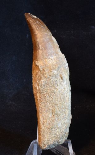 Prognathodon sp (Mosasaure)