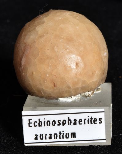 Echinosphaerites aurantium