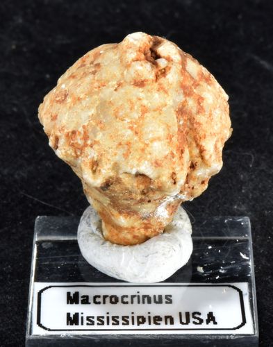 Macrocrinus sp