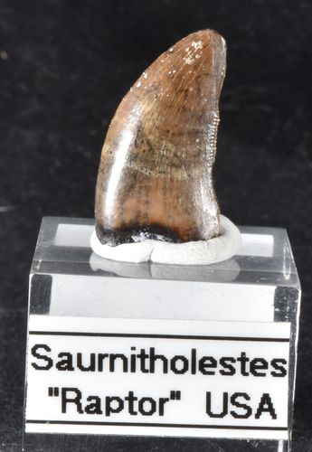 Saurnitholestes ("Raptor") RESERVE