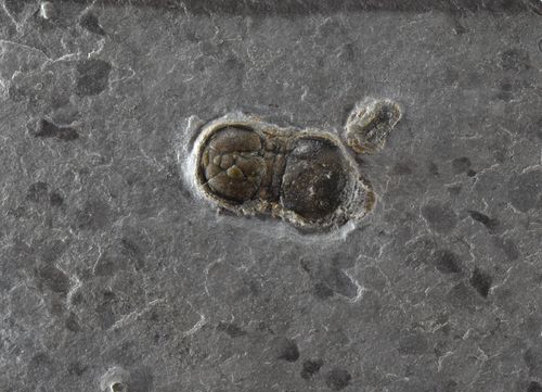 Peronopsis interstricta