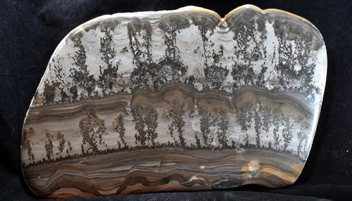 Stromatolithe "Cotham Marble"