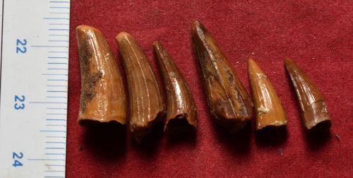 Dents de crocodyliformes (Elosuchus ?)