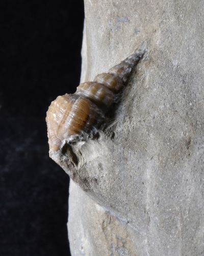 Undeterminate gastropod from Courcelles