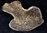 Polished dinosaure bone (Bothriospondylus madagascariensis)