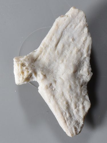 Hypural plate of  Gymosarda sp