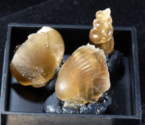 Turritella, bivalve & gastropode in calcite (Seine-et-Marne)