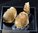 Turritella, bivalve & gastropode in calcite (Seine-et-Marne)