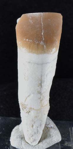 Paleotherium medium suevicum