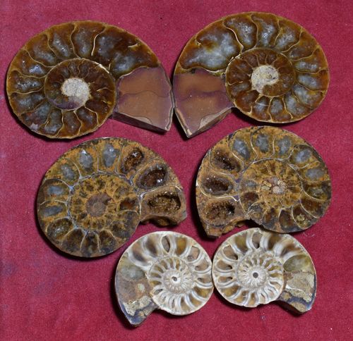 Ammonites sciées et polies