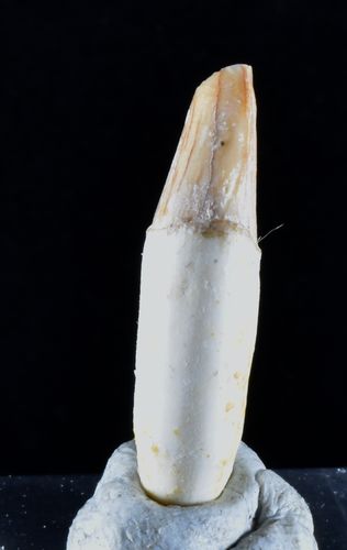 Plagiolophus minor