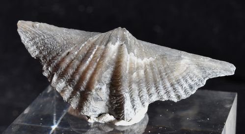 Mucrospirifer arkonensis