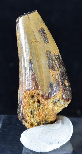 Angistorhinopsis (=Rutiodon) ruetimeyeri