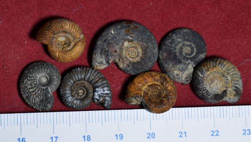 8 ammonites de l'Oxfordien du Jura