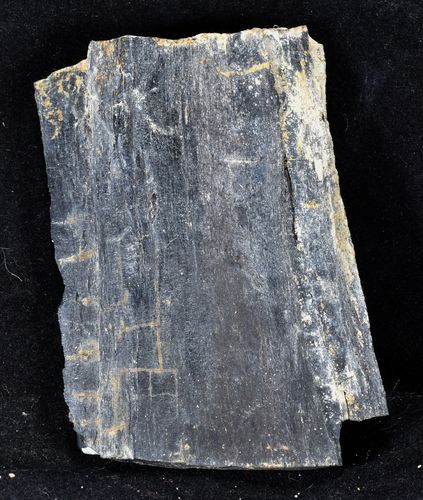 Fossil wood (Lignite)